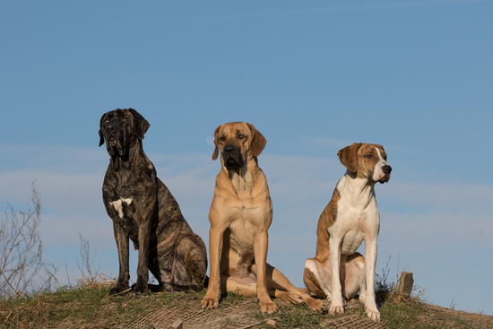 Three dogs on the hill sitting